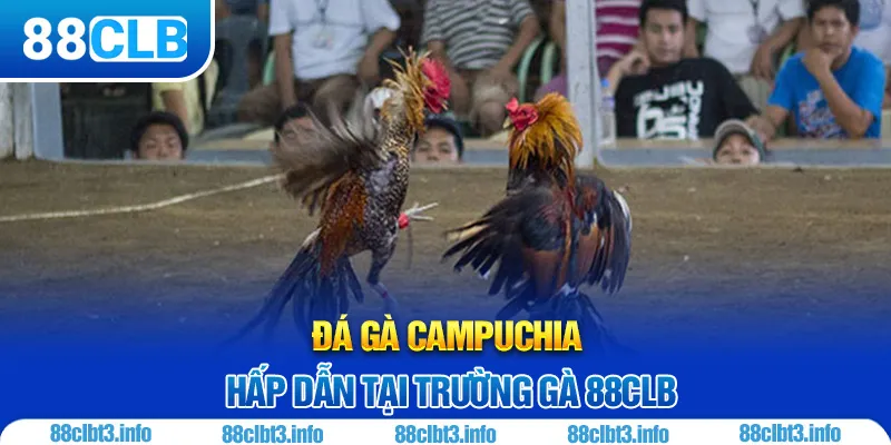 Đá Gà Campuchia 88CLB: Tìm Hiểu Loại Hình Chọi Kê Độc Đáo