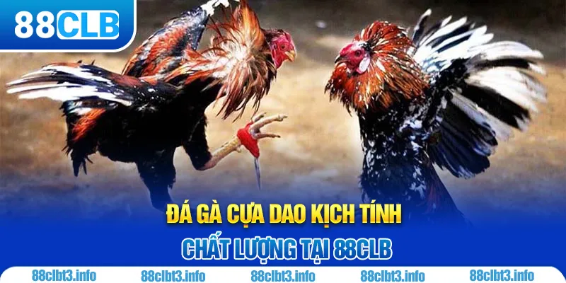 Đá Gà Cựa Dao 88CLB – Nơi Hội Tụ Đam Mê Chọi Gà Đỉnh Cao
