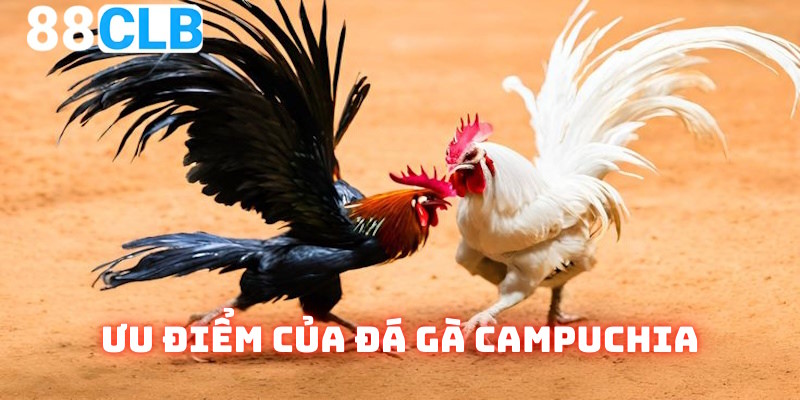 Nét đặc trưng của đá gà Campuchia nhà cái