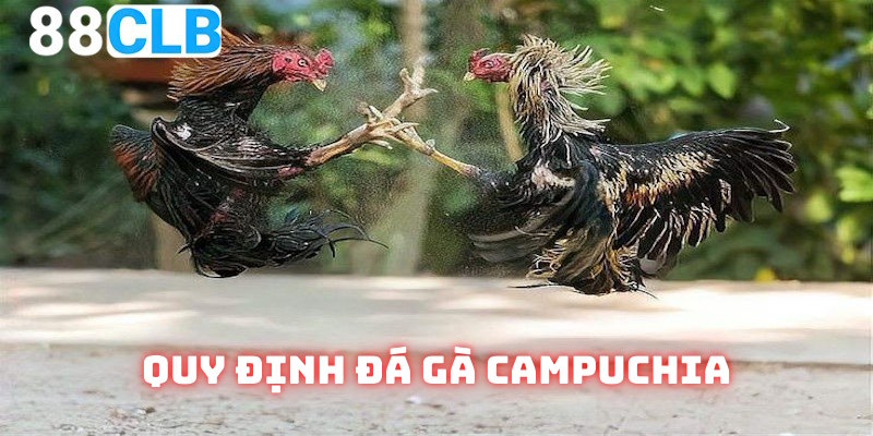 Đá gà Campuchia nêu rõ quy định cơ bản